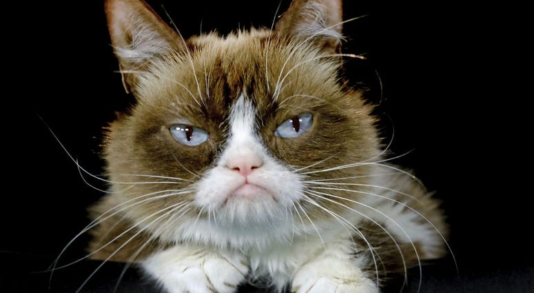 This Dec. 1, 2015 file photo shows Grumpy Cat posing for a photo in Los Angeles. This Dec. 1, 2015 file photo shows Grumpy Cat posing for a photo in Los Angeles.