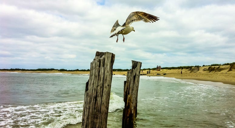 Seagull on post at New Jersey Shore Seagull on post at New Jersey Shore