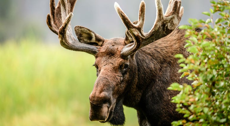 Moose Moose