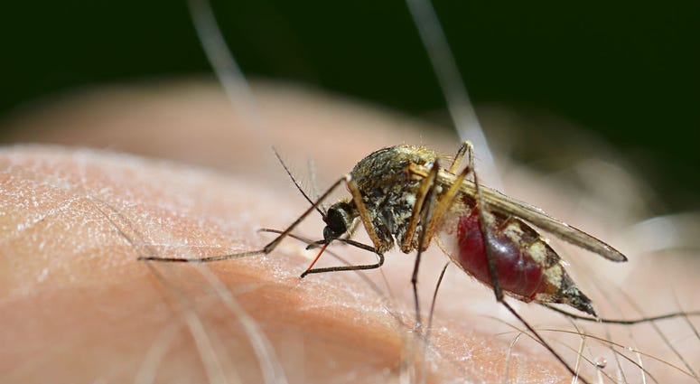 Philadelphia's health department says a rise in mosquito activity because of wetter than normal conditions has led to West Nile virus infections among city residents. Mosquito