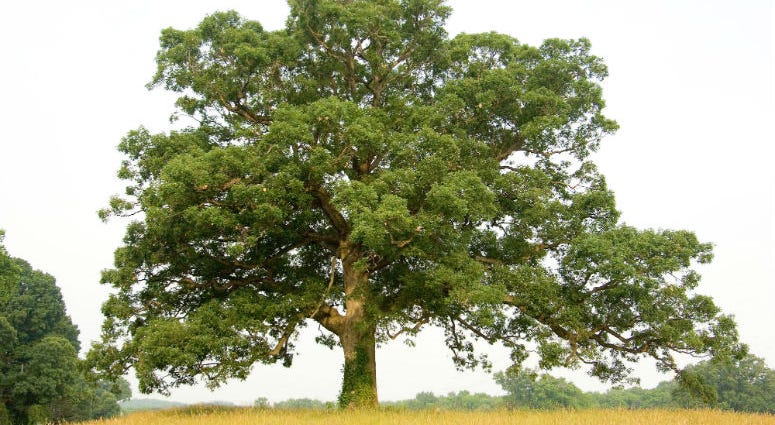 An oak tree. An oak tree.