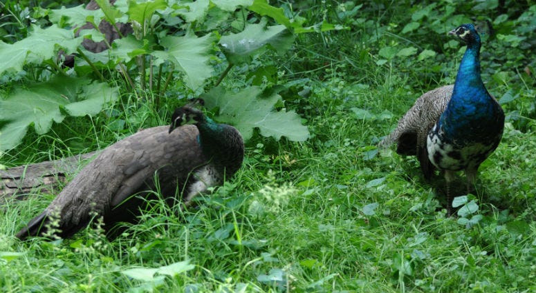 These two peacocks were located and safely collected by the Philadelphia Zoo. These two peacocks were located and safely collected by the Philadelphia Zoo.