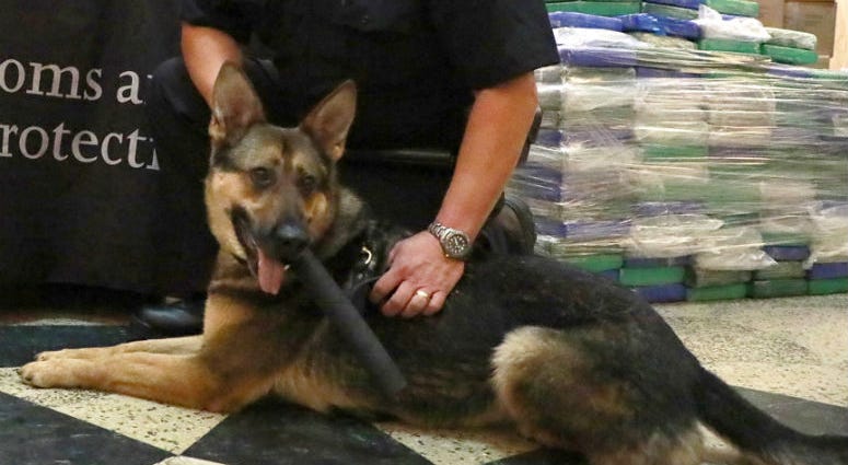 Philadelphia Customs and Border Protection narcotics detector dog Dasha. Philadelphia Customs and Border Protection narcotics detector dog Dasha.