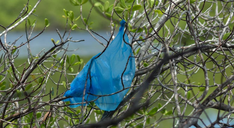 plastic bag litter plastic bag litter