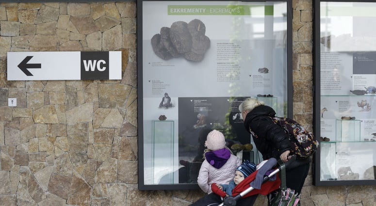 In this picture taken on Monday, May 6, 2019, visitors view an exhibition of animal excrements at the Prague Zoo, Czech Republic. In this picture taken on Monday, May 6, 2019, visitors view an exhibition of animal excrements at the Prague Zoo, Czech Republic.