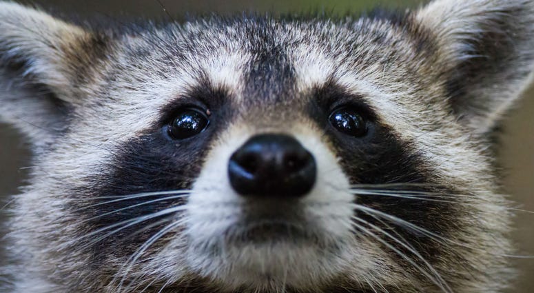 raccoon raccoon