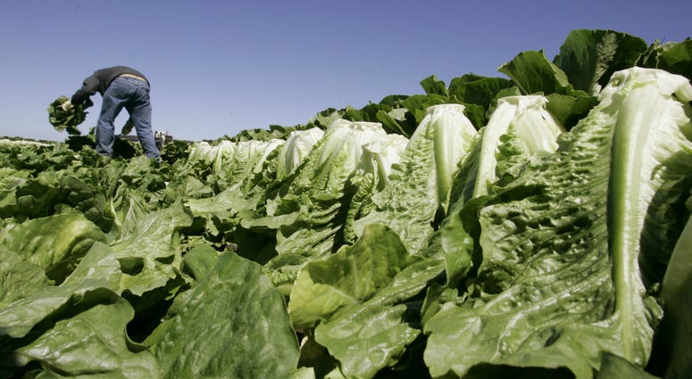 In this Aug. 16, 2007 file photo, a worker harvests romaine lettuce in Salinas, Calif. U.S. health officials are declaring an end to a food poisoning outbreak blamed on romaine lettuce from California. In this Aug. 16, 2007 file photo, a worker harvests romaine lettuce in Salinas, Calif. U.S. health officials are declaring an end to a food poisoning outbreak blamed on romaine lettuce from California.