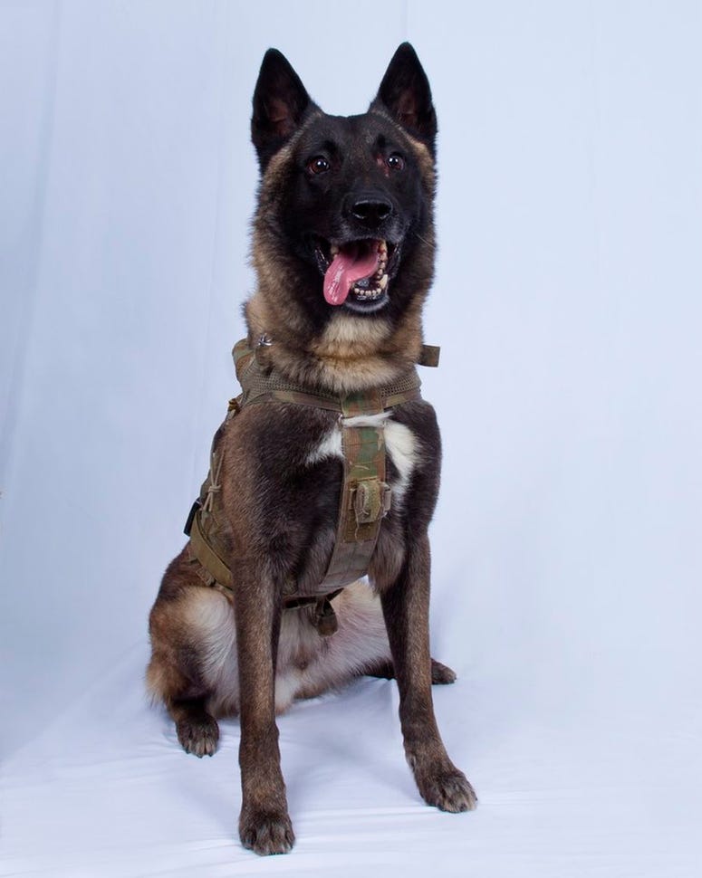 In this photo provided by the White House via the Twitter account of President Donald Trump after it was declassified by Trump, a photo of the military working dog that was injured tracking down Abu Bakr al-Baghdadi beneath his compound in Syria. Military dog