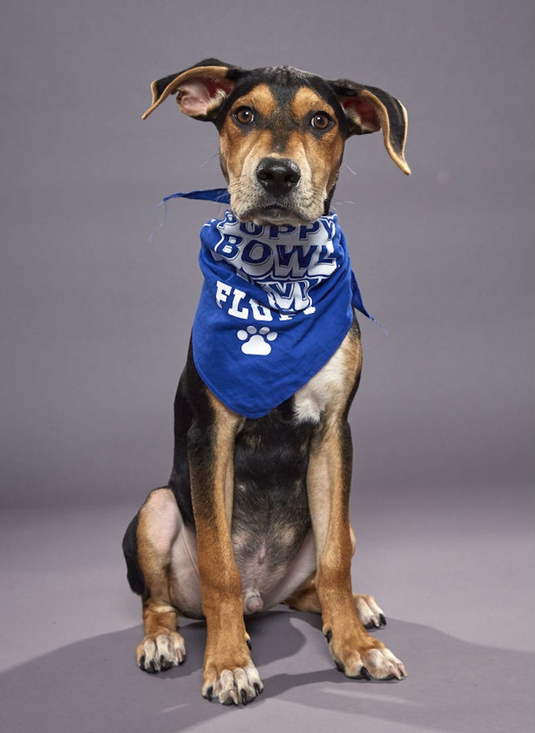 Devil's Den in South Philadelphia is hosting a Puppy Bowl XVI viewing party featuring Coach, a shelter dog from Morris Animal Refuge. Coach, a shelter dog from Morris Animal Refuge