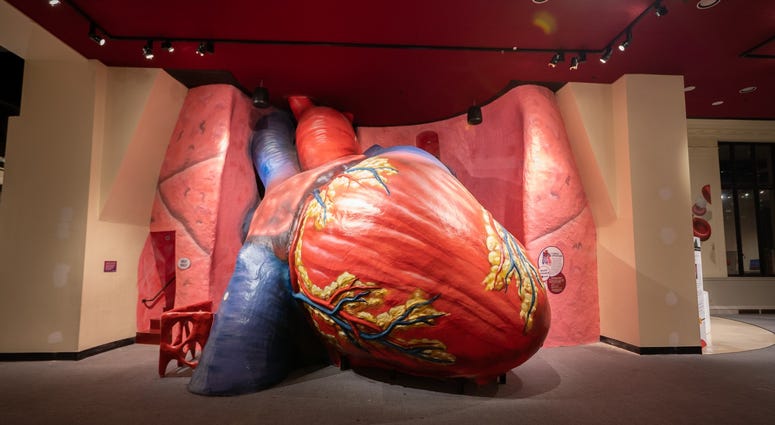 The refurbished Giant Heart at The Franklin Institute. Giant Heart at The Franklin Institute