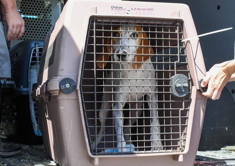 The Brandywine Valley SPCA is taking in roughly 350 homeless dogs and cats from the Carolinas ahead of Hurricane Dorian. Displaced dog flees Hurricane Dorian-affected areas