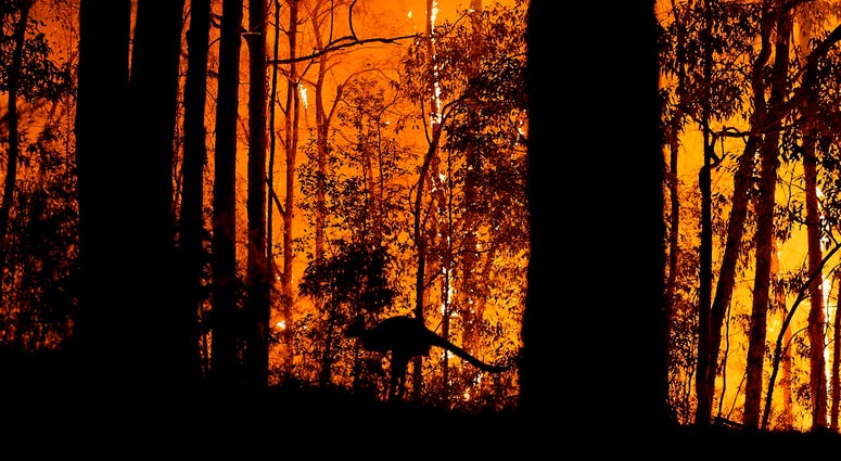 A kangaroo escapes the fire as the fire front approaches a property on Nov. 15, 2019 in Colo Heights, Australia. A kangaroo escapes the wildfire in Australia.