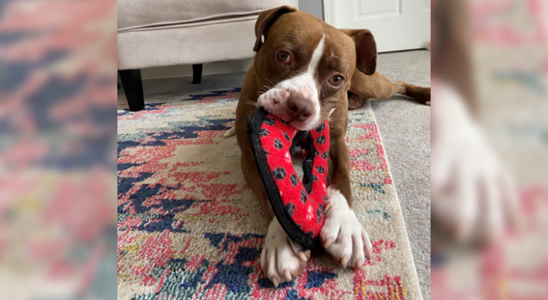 PSPCA is encouraging people to foster animals while they're stuck at home for the coronavirus crisis. Foster dog