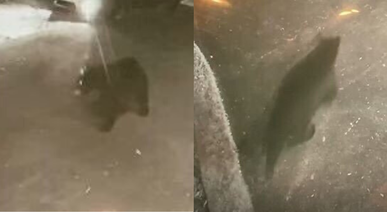 A black bear was spotted in a Villanova driveway — only the second bear spotting in the area in the past two decades. Black bear spotted