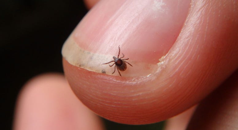 As warm weather sends people outdoors, some are encountering tenacious pests with no respect for social distance. Ticks