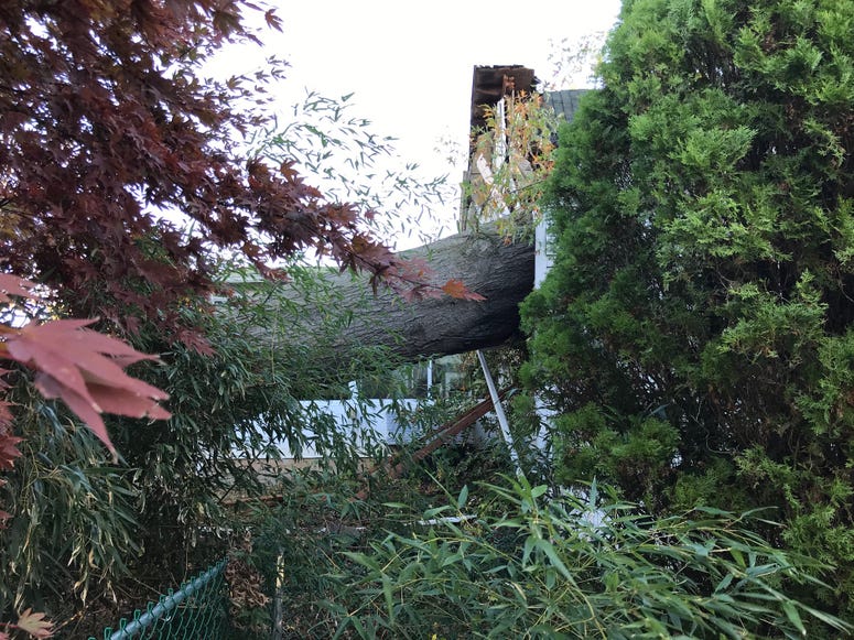 An 80-foot-tall tree slammed into this house, essentially knocking it off its foundation, in last week's storm. An 80-foot-tall tree slammed into this house, essentially knocking it off its foundation, in last week's storm.