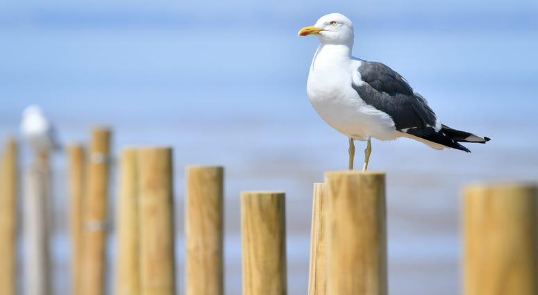 A seagull sits on a post on the beach. seagull