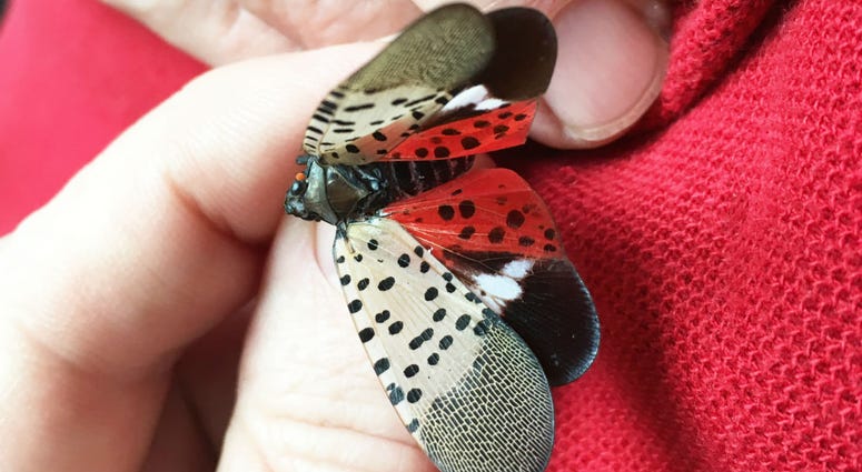 Spotted lantern fly Spotted lantern fly