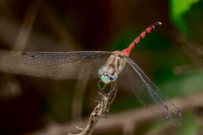 Blue-faced Meadowhawk Blue-faced Meadowhawk