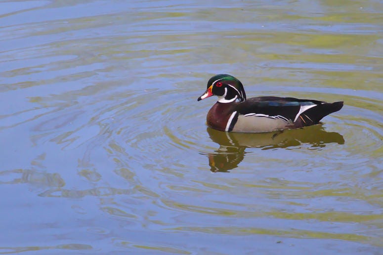 Wood Duck Wood Duck