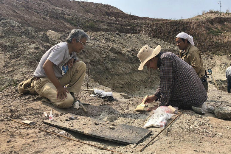 In this Sept. 13, 2018, photo, paleontologist Xu Xing brushes away sediment to examine fossils recovered from a dig site in Yanji, China. In this Sept. 13, 2018, photo, paleontologist Xu Xing brushes away sediment to examine fossils recovered from a dig site in Yanji, China.