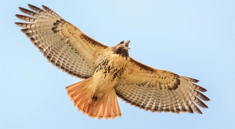 "Mom" sending out the mating call after losing her third mate in November, 2016. The Red-tailed hawk disappeared in March. "Mom" sending out the mating call after losing her third mate in November, 2016.