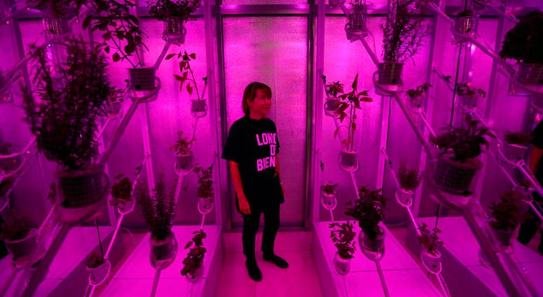 A staff member poses for photographs inside the Netherlands installation "Power Plant", a futuristic greenhouse that uses sunlight to generate both food and electricity during a preview for the London Design Biennale at Somerset House. A staff member poses for photographs inside the Netherlands installation "Power Plant", a futuristic greenhouse that uses sunlight to generate both food and electricity during a preview for the London Design Biennale at Somerset House.