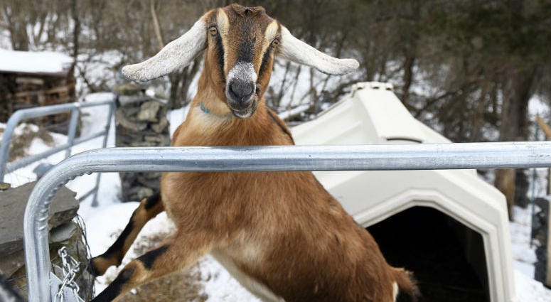 Lincoln, a 3-year-old Nubian goat, is poised to become the first honorary pet mayor of the small Vermont town of Fair Haven. Lincoln, a 3-year-old Nubian goat, is poised to become the first honorary pet mayor of the small Vermont town of Fair Haven.