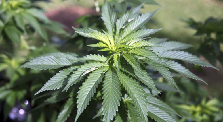 FILE - This Feb. 17, 2016 file photo shows marijuana plants at a home in Honolulu. Marijuana plants at a home in Honolulu.