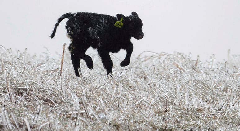A calf runs through an ice field on a ranch outside of Kilgore, Neb. on Wednesday, April 10, 2019 while a bomb cyclone storm brings heavy snow and strong winds to several Rockies and Plains states. A calf runs through an ice field on a ranch outside of Kilgore, Neb. on Wednesday, April 10, 2019 while a bomb cyclone storm brings heavy snow and strong winds to several Rockies and Plains states.