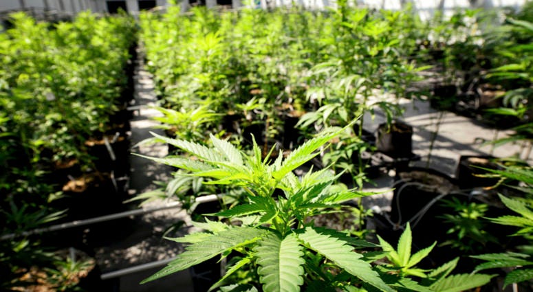 In this May 5, 2015 photo, marijuana plants grow at a Minnesota Medical Solutions greenhouse in Otsego, Minn. Marijuana plants