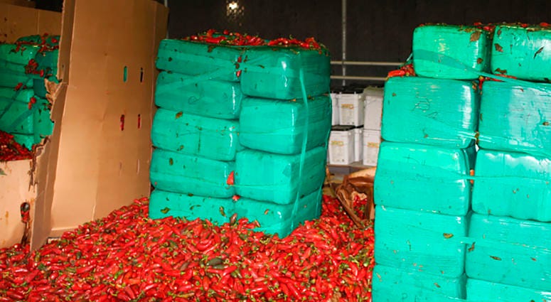 This Thursday, Aug 15, 2019, photo released by the U.S. Customs and Border Protection shows marijuana mixed in with a shipment of jalapeno peppers seized by CBP officers in San Diego's Otay Mesa, Calif. Marijuana seized alongside jalapeno peppers