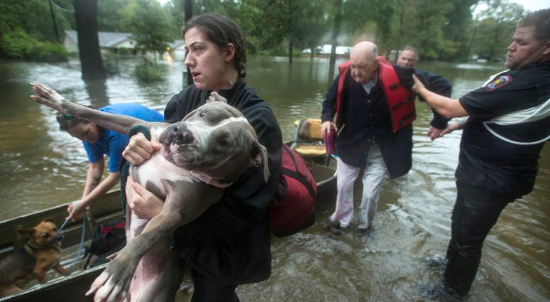 Jade McLain carries Thor out of a boat as she and Fred Stewart were rescued from their flooded neighborhood inundated by rains from Tropical Depression Imelda by Splendora Police officers on Thursday, Sept. 19, 2019, in Spendora, Texas. Jade McLain carries Thor out of a boat as she and Fred Stewart were rescued from their flooded neighborhood inundated by rains from Tropical Depression Imelda by Splendora Police officers on Thursday, Sept. 19, 2019, in Spendora, Texas.