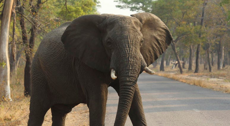 In this Oct. 1, 2015, file photo, an elephant crosses a road at a national park in Hwange, Zimbabwe. Elephant