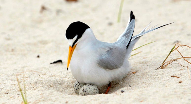 A least tern checks her two eggs on the beach in Gulfport, Miss. A least tern checks her two eggs on the beach in Gulfport, Miss.