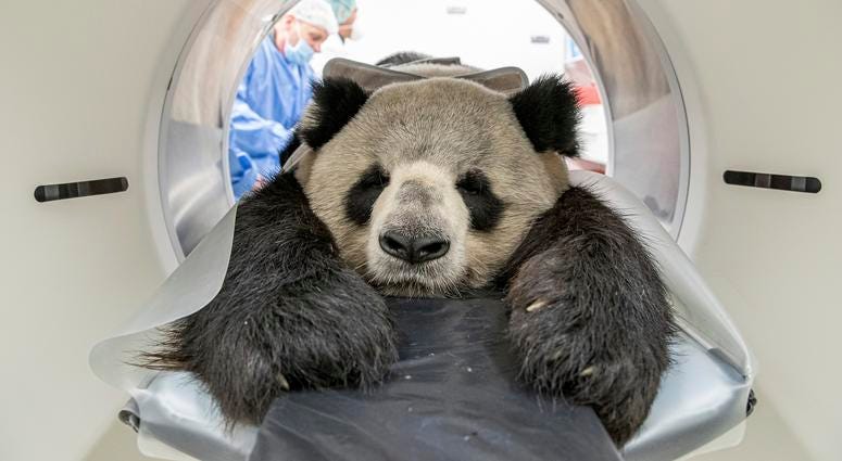 Nine-year-old male giant panda Jiao Ling is prepared for an examination in Berlin. Nine-year-old male giant panda Jiao Ling is prepared for an examination in Berlin.