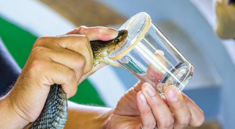 Snake venom.