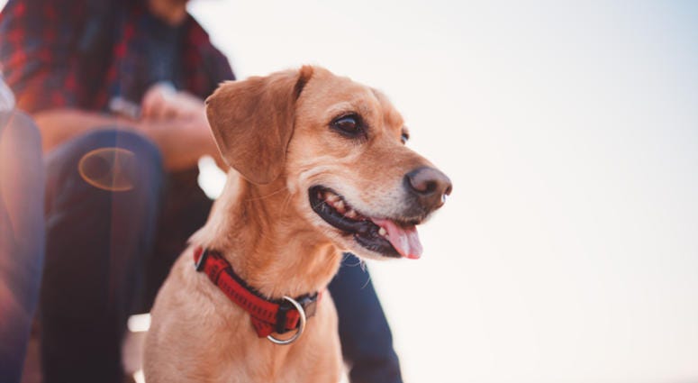 Dog with its owner. Dog with its owner.