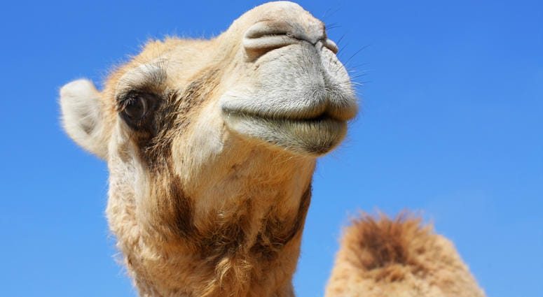 camel Camel