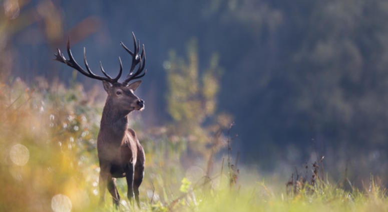 Deer Deer