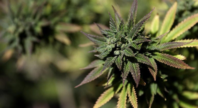 A marijuana plant. Marijuana plant