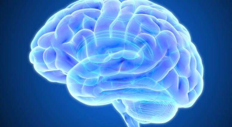 Brain.