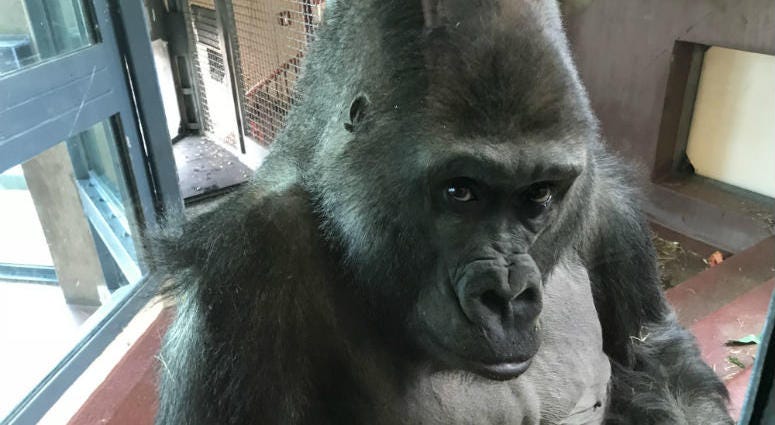 The Philadelphia Zoo held a big birthday bash for one of its popular residents, and it was more than just a party. The Philadelphia Zoo held a big birthday bash for one of its popular residents, and it was more than just a party.
