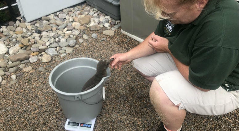 A Humboldt penguin getting weighed at the Philadelphia Zoo. Three new adorable penguin chicks hatched at the Philadelphia Zoo are not only attracting attention; they're helping to get the word out about the importance of conservation and keeping animals in the wild from becoming extinct.
