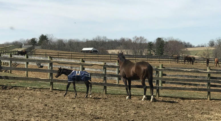 On the left, a baby horse born on a Chester County farm earlier this month has a lot of people betting on his bright future. A baby horse born on a Chester County farm earlier this month has a lot of people betting on his bright future.