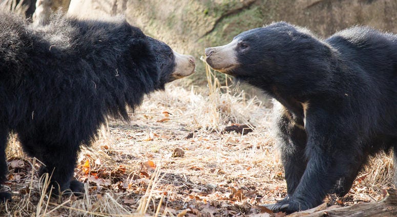 Sloth bears Kayla and Bhalu welcomed a cub at the Philadelphia Zoo — the first healthy sloth bear born at the zoo since 1997. Sloth bears at the Philadelphia Zoo