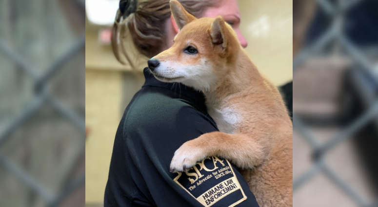 Pennsylvania SPCA officials say they have found the shiba inu puppy that was stolen from the shelter about two weeks ago. Shiba inu puppy