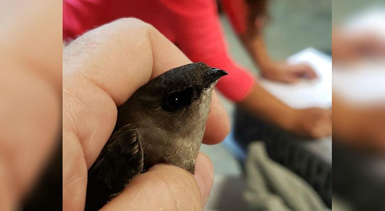 An injured Chimney Swift. An injured Chimney Swift.