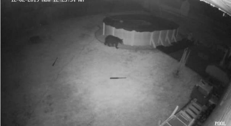 A black bear was spotted via surveillance footage from Springfield resident Joe DePaul. A black bear was spotted via surveillance footage from Springfield resident Joe DePaul.