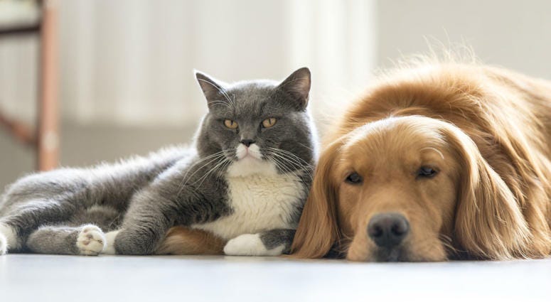 cat and dog cat and dog